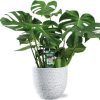 Monstera Deliciosa – Ø21cm – ↕65cm + Tim Pot D24x22cm – Weiß