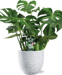 Monstera Deliciosa – Ø21cm – ↕65cm + Tim Pot D24x22cm – Weiß