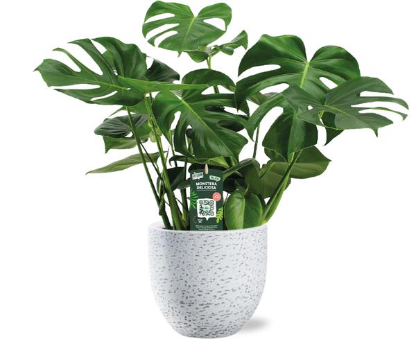 Monstera Deliciosa – Ø21cm – ↕65cm + Tim Pot D24x22cm – Weiß