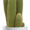 Vatricania Guentheri – Ø21cm – ↕55cm + Tim Pot D24x22cm – Weiß