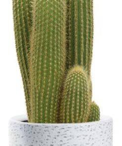 Vatricania Guentheri – Ø21cm – ↕55cm + Tim Pot D24x22cm – Weiß