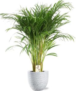 Dypsis Lutescens – Ø24cm – ↕120cm + Tim Pot D24x22cm – Weiß