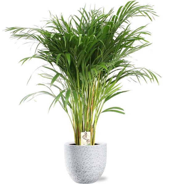 Dypsis Lutescens – Ø24cm – ↕120cm + Tim Pot D24x22cm – Weiß