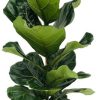 Ficus Lyrata – Ø21cm – ↕100cm + Tim Pot D24x22cm – Weiß