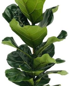 Ficus Lyrata – Ø21cm – ↕100cm + Tim Pot D24x22cm – Weiß