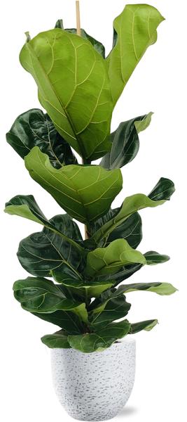 Ficus Lyrata – Ø21cm – ↕100cm + Tim Pot D24x22cm – Weiß