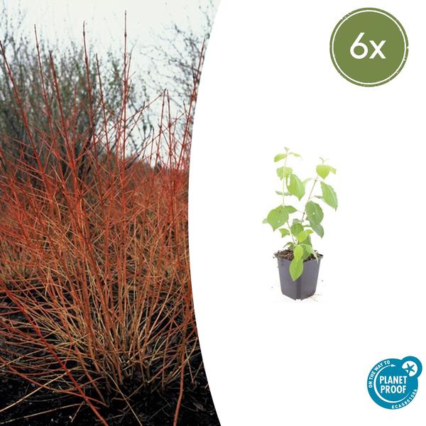 Cornus sang. ‚Midwinter Fire‘ – ↕10-25cm – Ø9cm – 6x