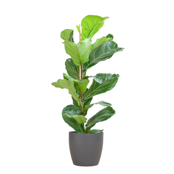 Ficus Lyrata mit Viber-Topf Grau – 80 cm – Ø21