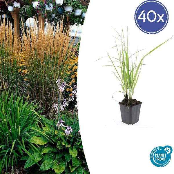 Calamagrostis acut. ‚Karl Foerster‘ – ↕10-25cm – Ø9cm – 40x