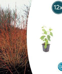 Cornus sang. ‚Midwinter Fire‘ – ↕10-25cm – Ø9cm – 12x