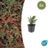 Cotoneaster horizontalis – ↕10-25cm – Ø9cm – 6x