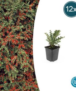 Cotoneaster horizontalis – ↕10-25cm – Ø9cm – 12x