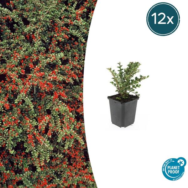 Cotoneaster horizontalis – ↕10-25cm – Ø9cm – 12x