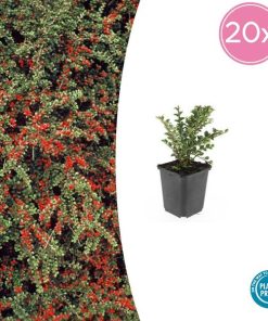 Cotoneaster horizontalis – ↕10-25cm – Ø9cm – 20x