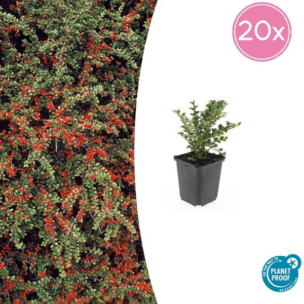 Cotoneaster horizontalis – ↕10-25cm – Ø9cm – 20x