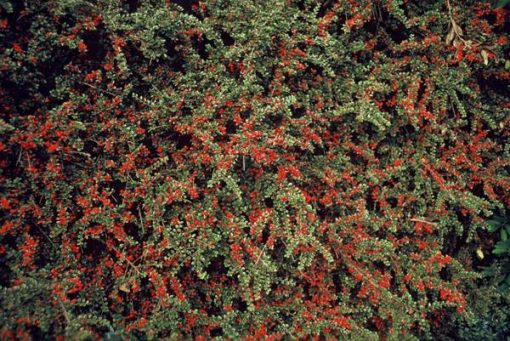 Cotoneaster horizontalis - ↕10-25cm - Ø9cm - 20x – Bild 6