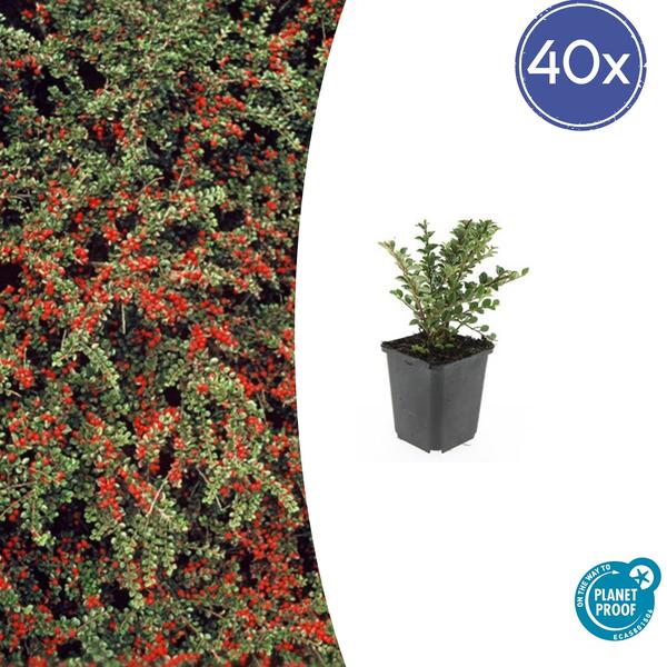 Cotoneaster horizontalis – ↕10-25cm – Ø9cm – 40x