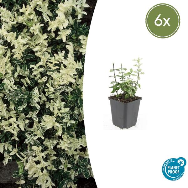 Euonymus fort. ‚Harlequin‘ – ↕10-25cm – Ø9cm – 6x