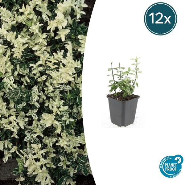 Euonymus fort. ‚Harlequin‘ – ↕10-25cm – Ø9cm – 12x