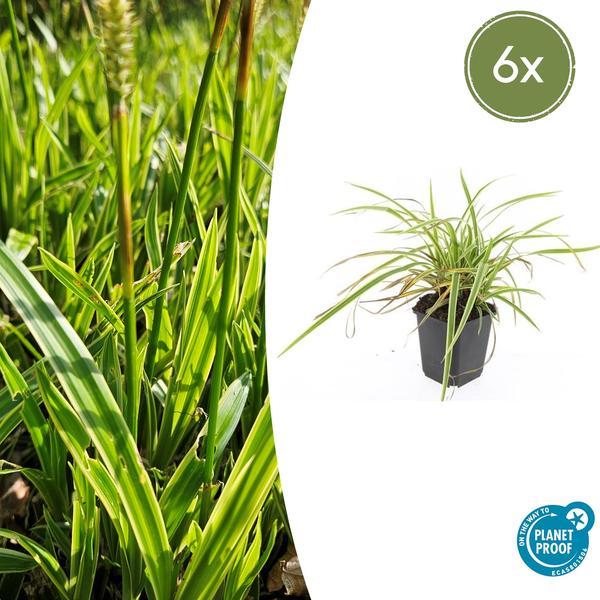 Carex morrowii ‚Aureovariegata‘ – ↕10-25cm – Ø9cm – 6x