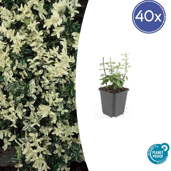 Euonymus fort. ‚Harlequin‘ – ↕10-25cm – Ø9cm – 40x