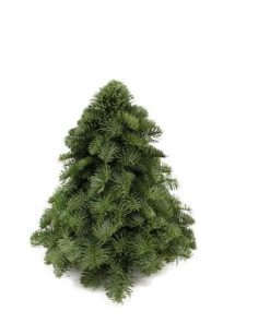 Nobilis-Weihnachtsbaum – ↕30cm