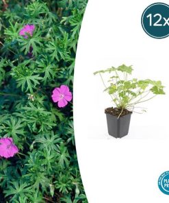 Geranium ‚Tiny Monster‘ – ↕10-25cm – Ø9cm – 12x