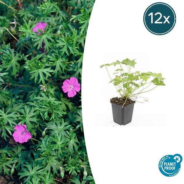 Geranium ‚Tiny Monster‘ – ↕10-25cm – Ø9cm – 12x