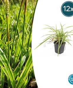 Carex morrowii ‚Aureovariegata‘ – ↕10-25cm – Ø9cm – 12x