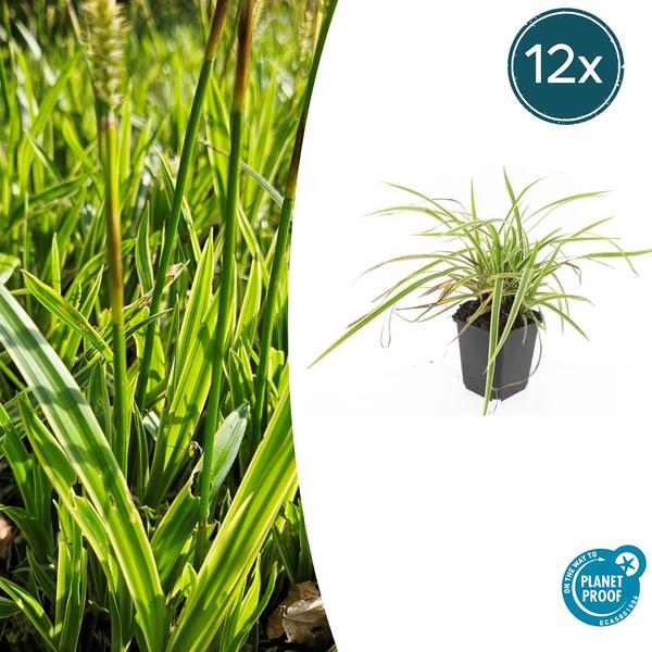 Carex morrowii ‚Aureovariegata‘ – ↕10-25cm – Ø9cm – 12x