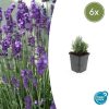 Lavandula ang. ‚Dwarf Blue‘ – ↕10-25cm – Ø9cm – 6x