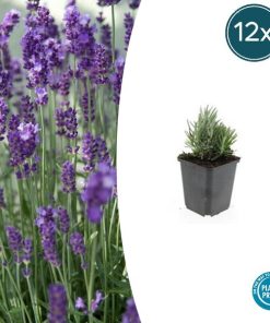 Lavandula ang. ‚Dwarf Blue‘ – ↕10-25cm – Ø9cm – 12x