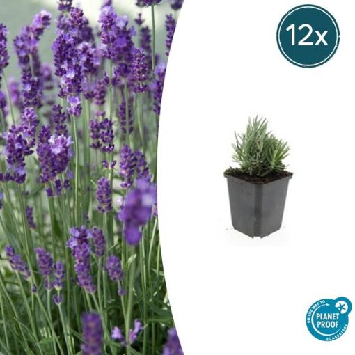 Lavandula ang. 'Dwarf Blue' - ↕10-25cm - Ø9cm - 12x