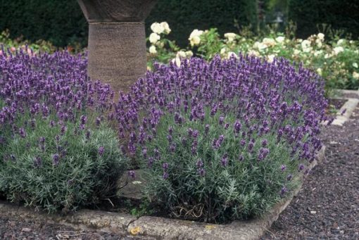 Lavandula ang. 'Dwarf Blue' - ↕10-25cm - Ø9cm - 12x – Bild 6