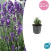 Lavandula ang. ‚Dwarf Blue‘ – ↕10-25cm – Ø9cm – 20x