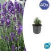 Lavandula ang. ‚Dwarf Blue‘ – ↕10-25cm – Ø9cm – 40x