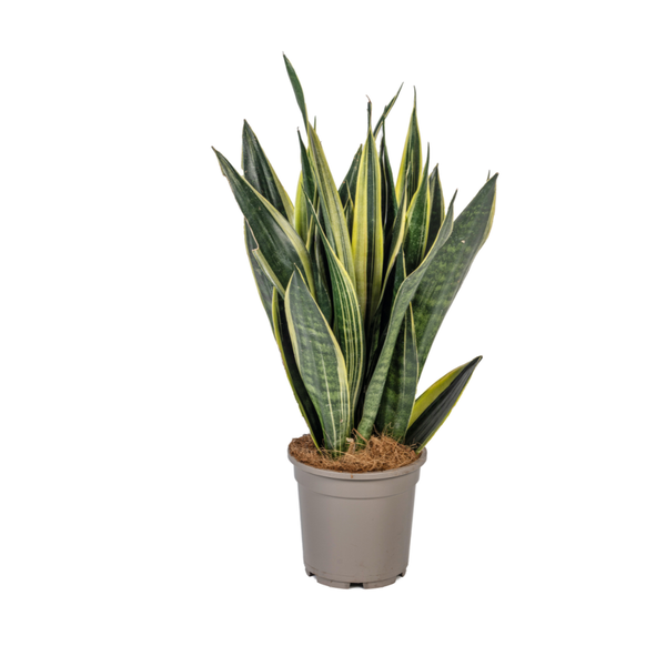 Sansevieria Trifasciata Canary Ø17cm – ↕50-55cm