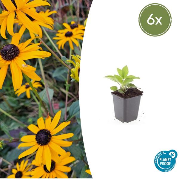 Rudbeckia fulgida ‚Goldsturm‘ – ↕10-25cm – Ø9cm – 6x