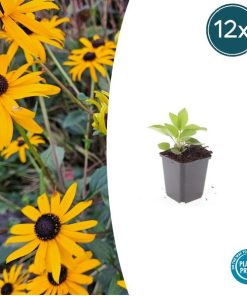 Rudbeckia fulgida ‚Goldsturm‘ – ↕10-25cm – Ø9cm – 12x