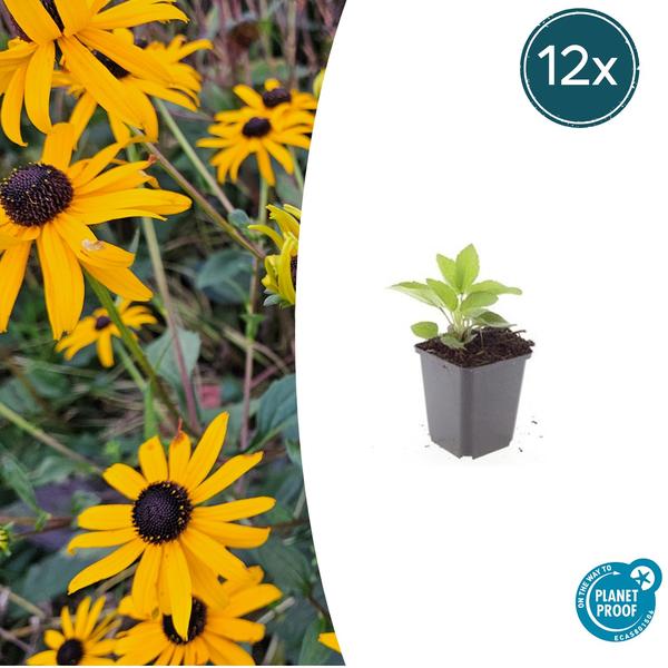 Rudbeckia fulgida ‚Goldsturm‘ – ↕10-25cm – Ø9cm – 12x