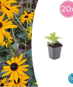 Rudbeckia fulgida ‚Goldsturm‘ – ↕10-25cm – Ø9cm – 20x