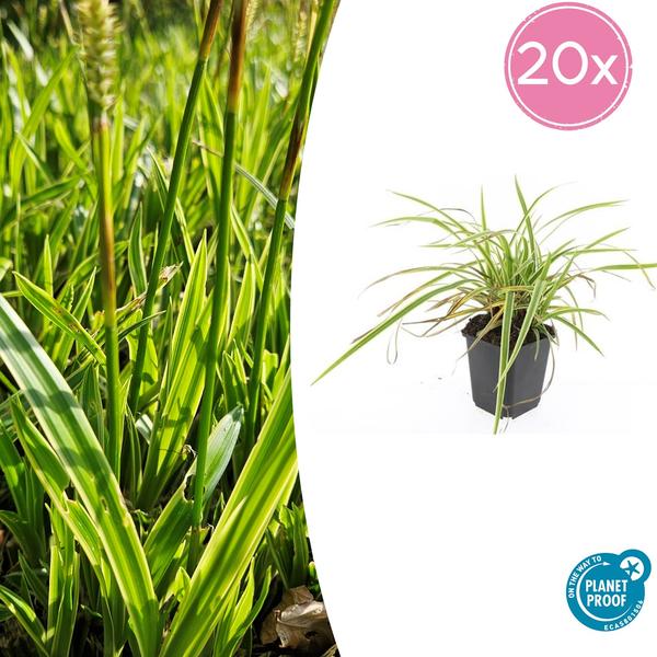 Carex morrowii ‚Aureovariegata‘ – ↕10-25cm – Ø9cm – 20x