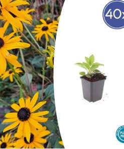 Rudbeckia fulgida ‚Goldsturm‘ – ↕10-25cm – Ø9cm – 40x