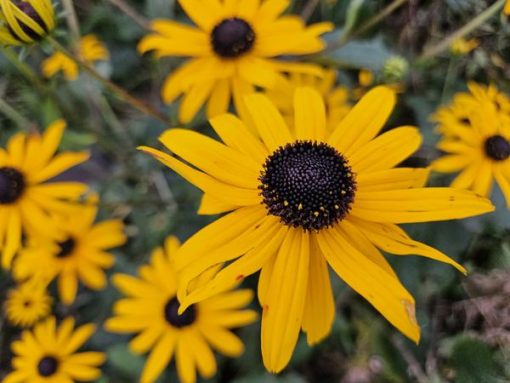 Rudbeckia fulgida 'Goldsturm' - ↕10-25cm - Ø9cm - 40x – Bild 5