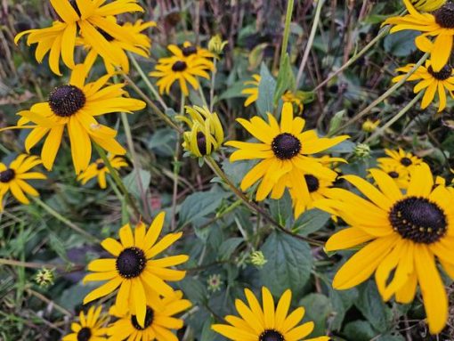 Rudbeckia fulgida 'Goldsturm' - ↕10-25cm - Ø9cm - 40x – Bild 6