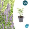 Agastache ‚Blue Fortune‘ – ↕10-25cm – Ø9cm – 12x