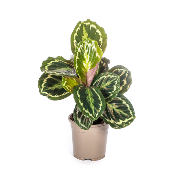 Calathea Medallion Ø17cm – ↕45cm