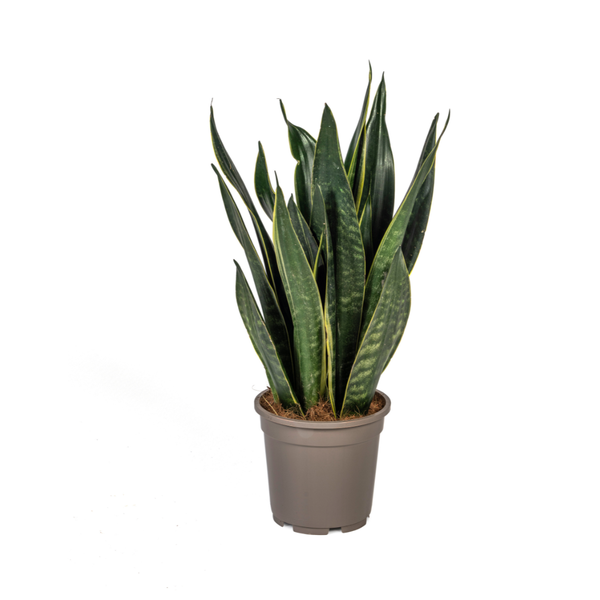 Sansevieria Trifasciata Futura Black Ø17cm – ↕50-55cm