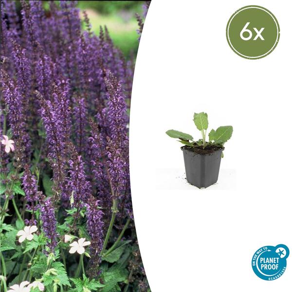 Salvia nem. ‚Mainacht‘ – ↕10-25cm – Ø9cm – 6x