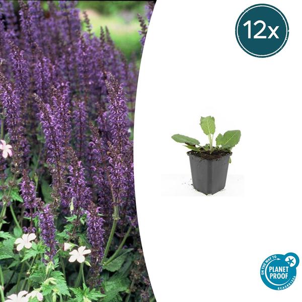 Salvia nem. ‚Mainacht‘ – ↕10-25cm – Ø9cm – 12x